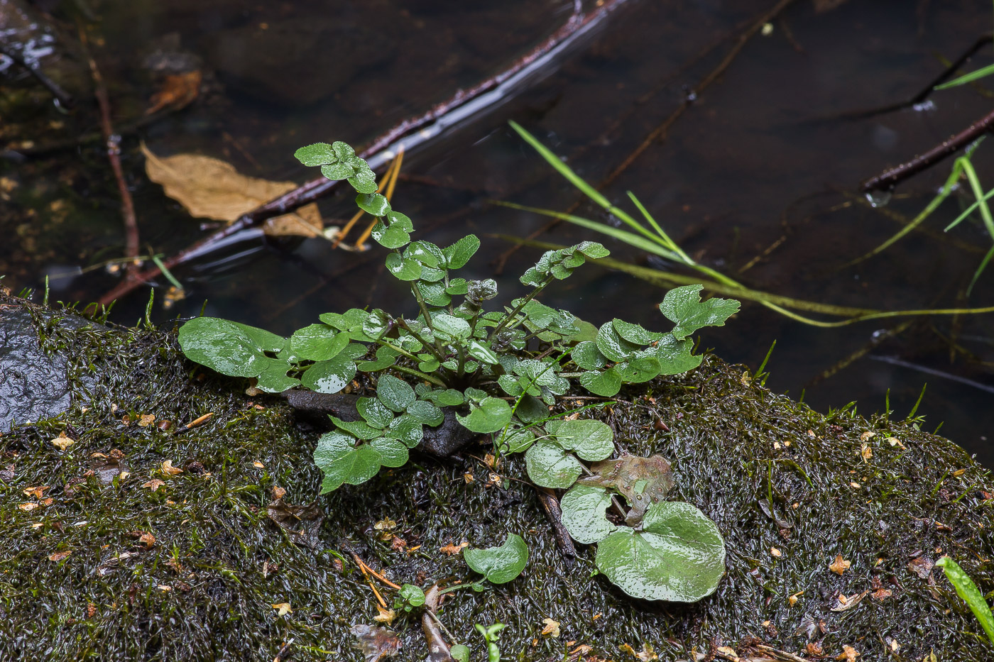 Image of Cardamine amara specimen.