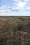 Astragalus macrocladus