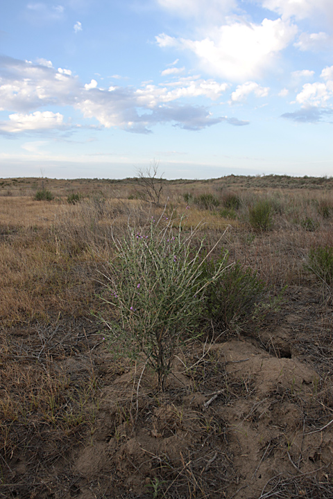 Image of Astragalus macrocladus specimen.