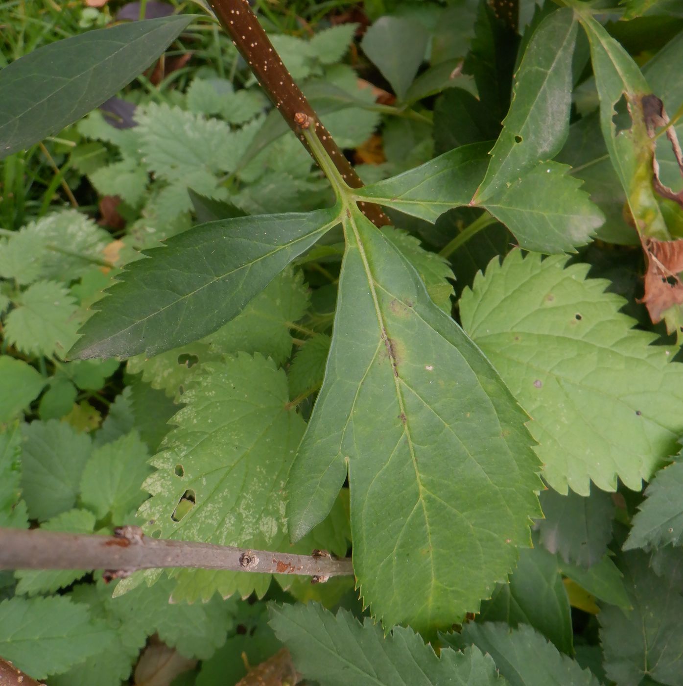 Image of Forsythia &times; intermedia specimen.