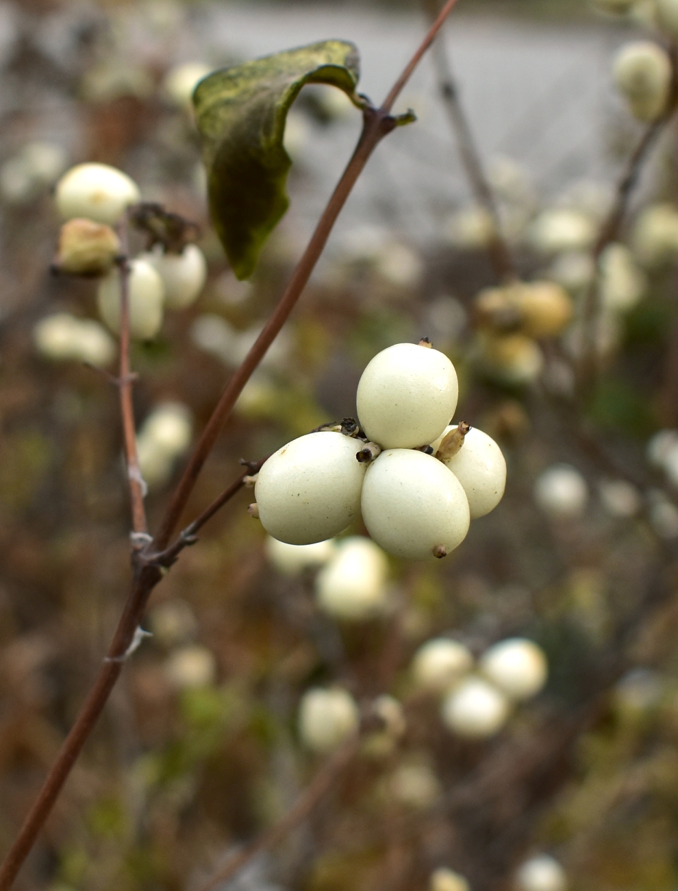 Image of Symphoricarpos albus var. laevigatus specimen.