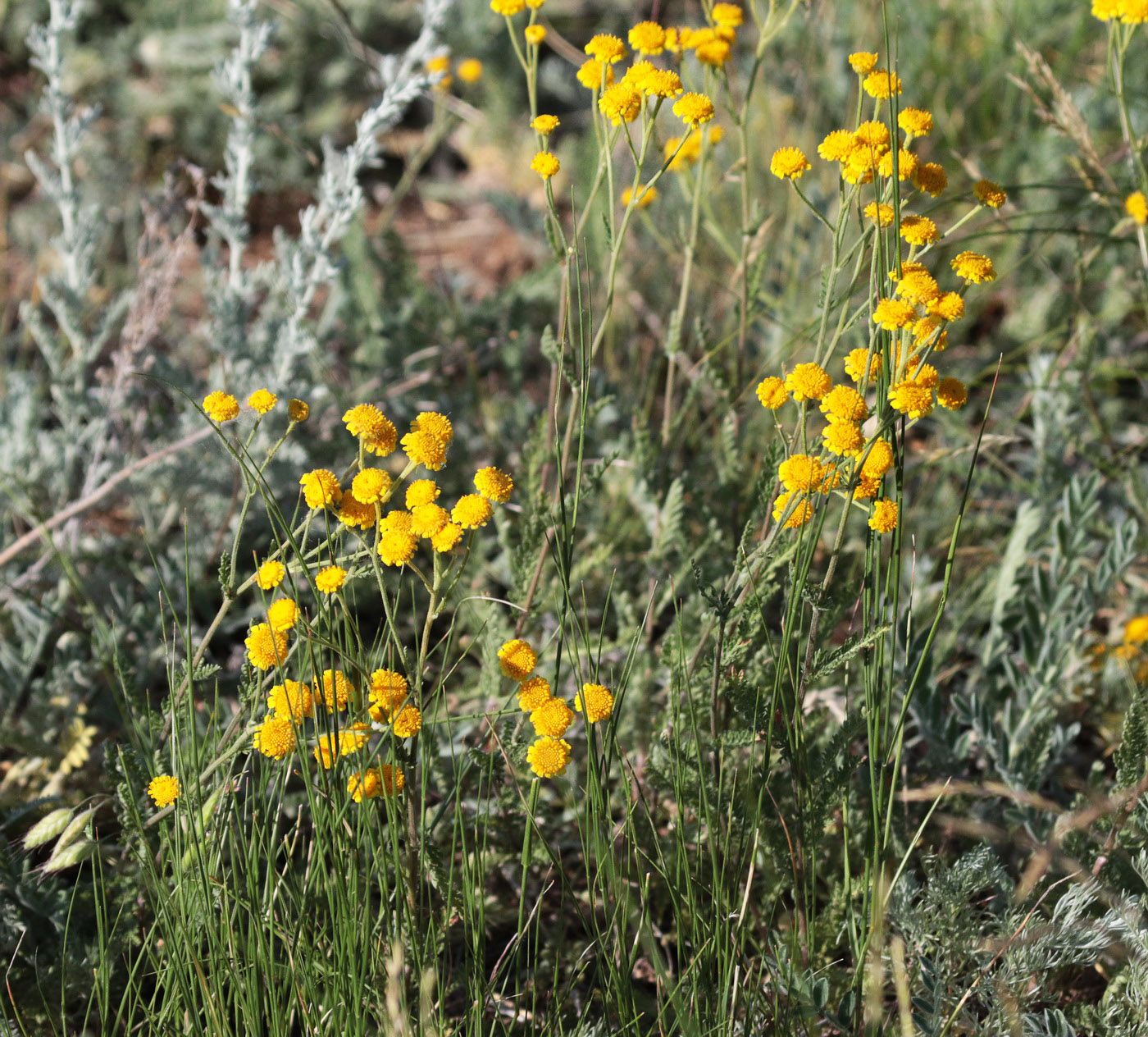 Изображение особи род Tanacetum.