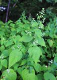 Circaea cordata