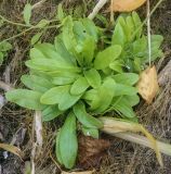 Myosotis cespitosa. Цветущее растение. Пермский край, Оханский р-н, Тулумбаихинское сельское поселение, Кунчурихинский бор, часто затапливаемый песчаный берег. 27.09.2020.