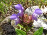 Prunella grandiflora