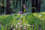 Lathyrus vernus