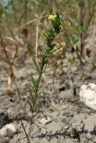 Linum подвид spicatum