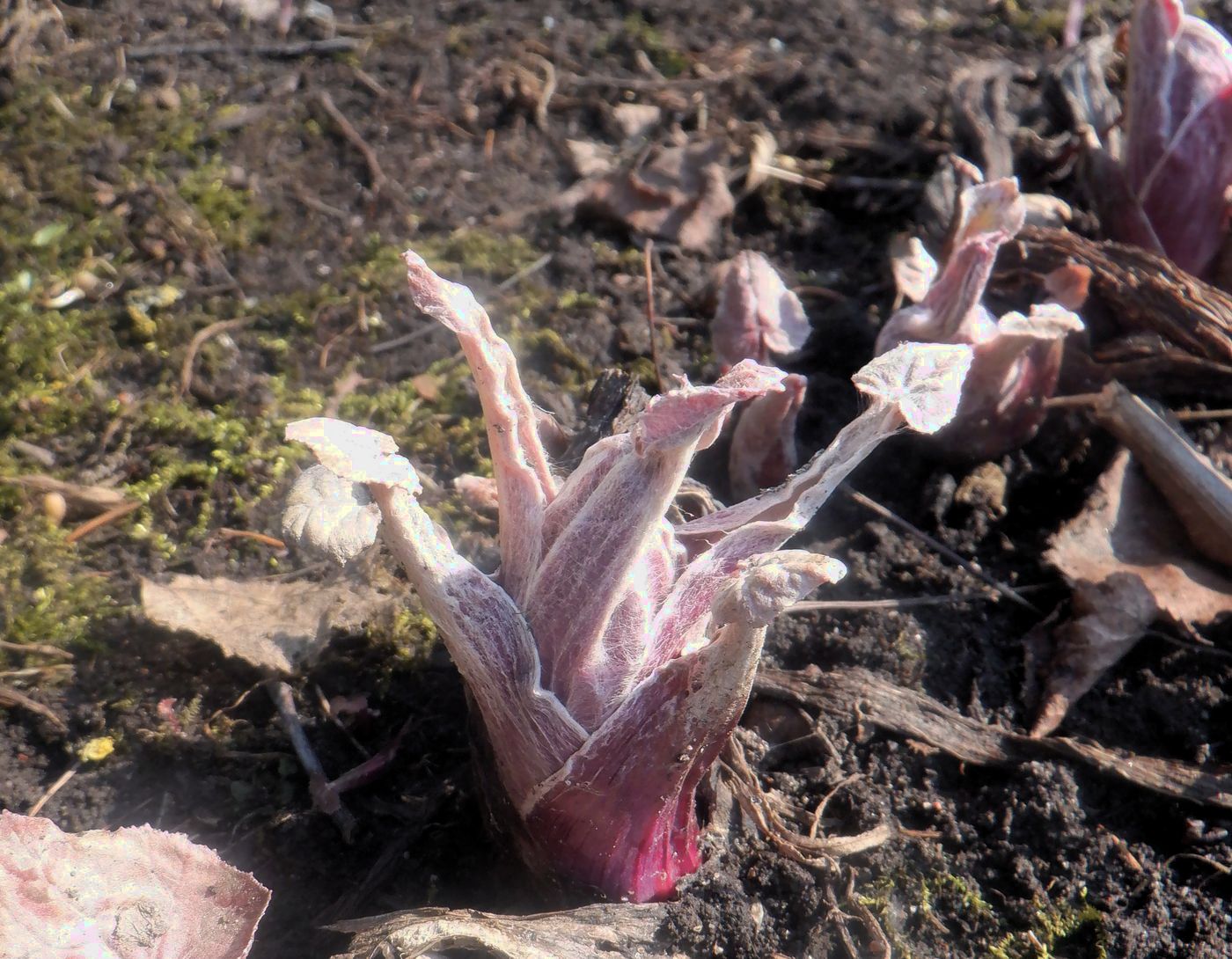 Изображение особи Petasites hybridus.