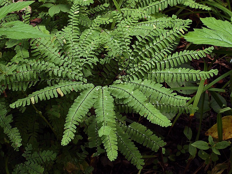 Image of Adiantum pedatum specimen.