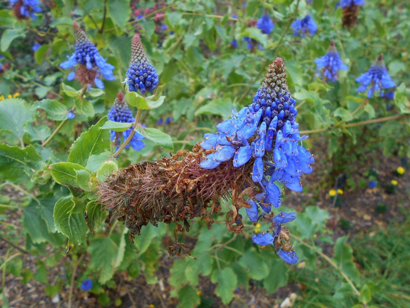 Image of Coleus livingstonei specimen.