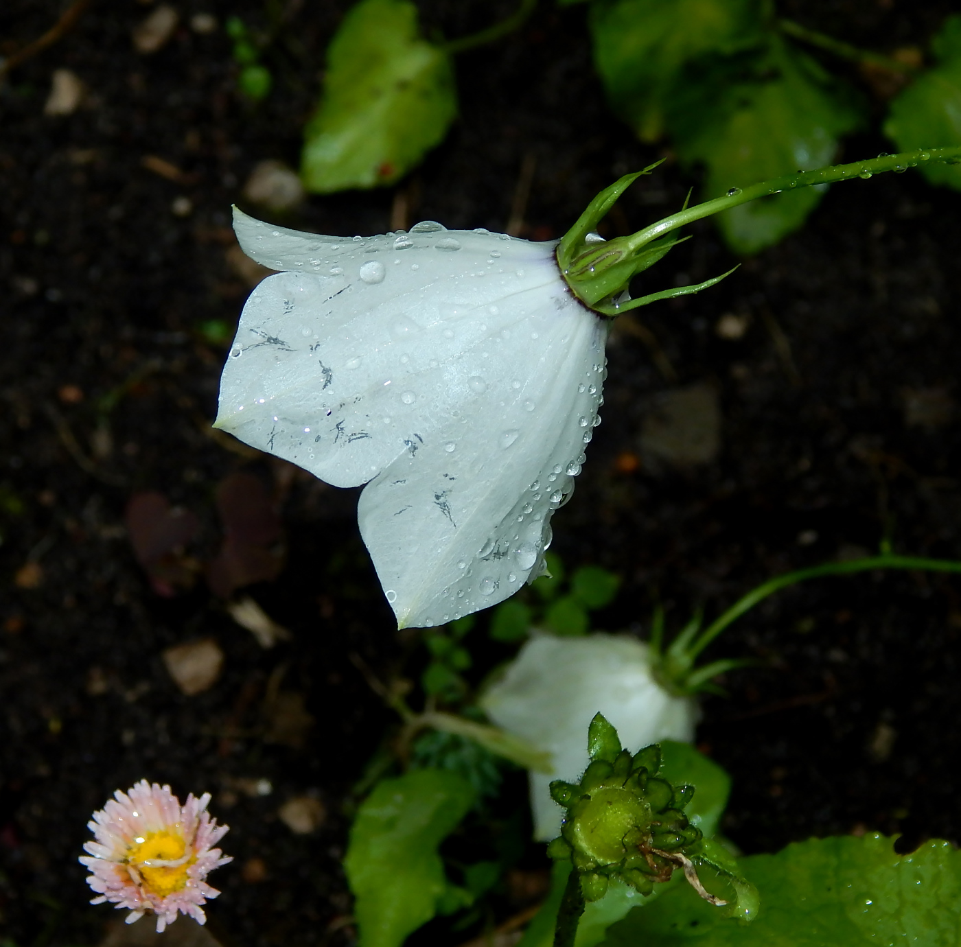 Image of Campanula carpatica specimen.