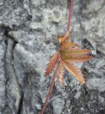 Potentilla longifolia