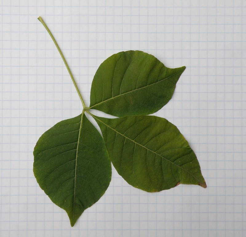 Image of Ptelea trifoliata specimen.