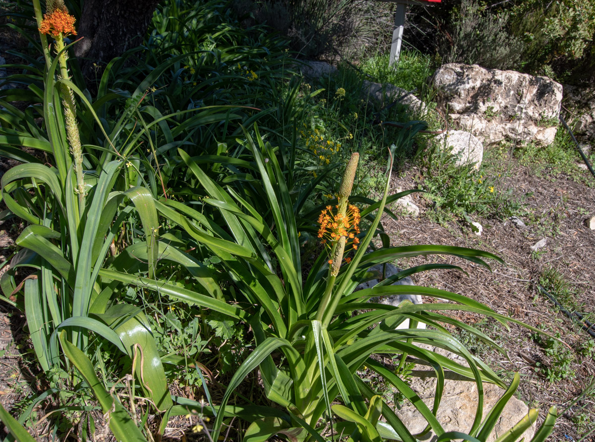 Изображение особи Bulbinella latifolia.