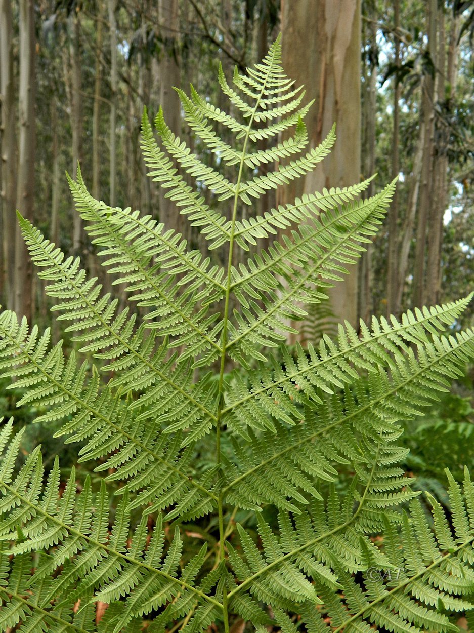 Изображение особи Pteridium aquilinum.