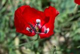 genus Papaver. Цветок. Израиль, лес Бен-Шемен. 26.04.2019.