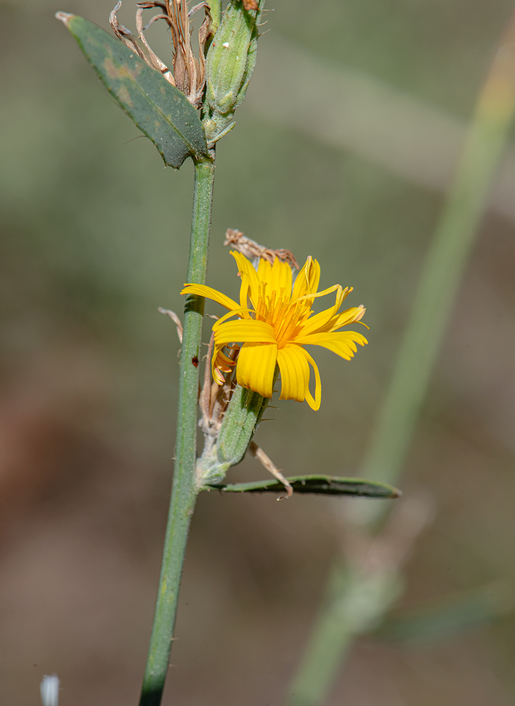 Image of Chondrilla aspera specimen.