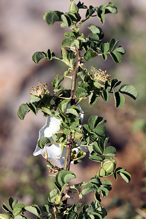 Image of Rosa nanothamnus specimen.