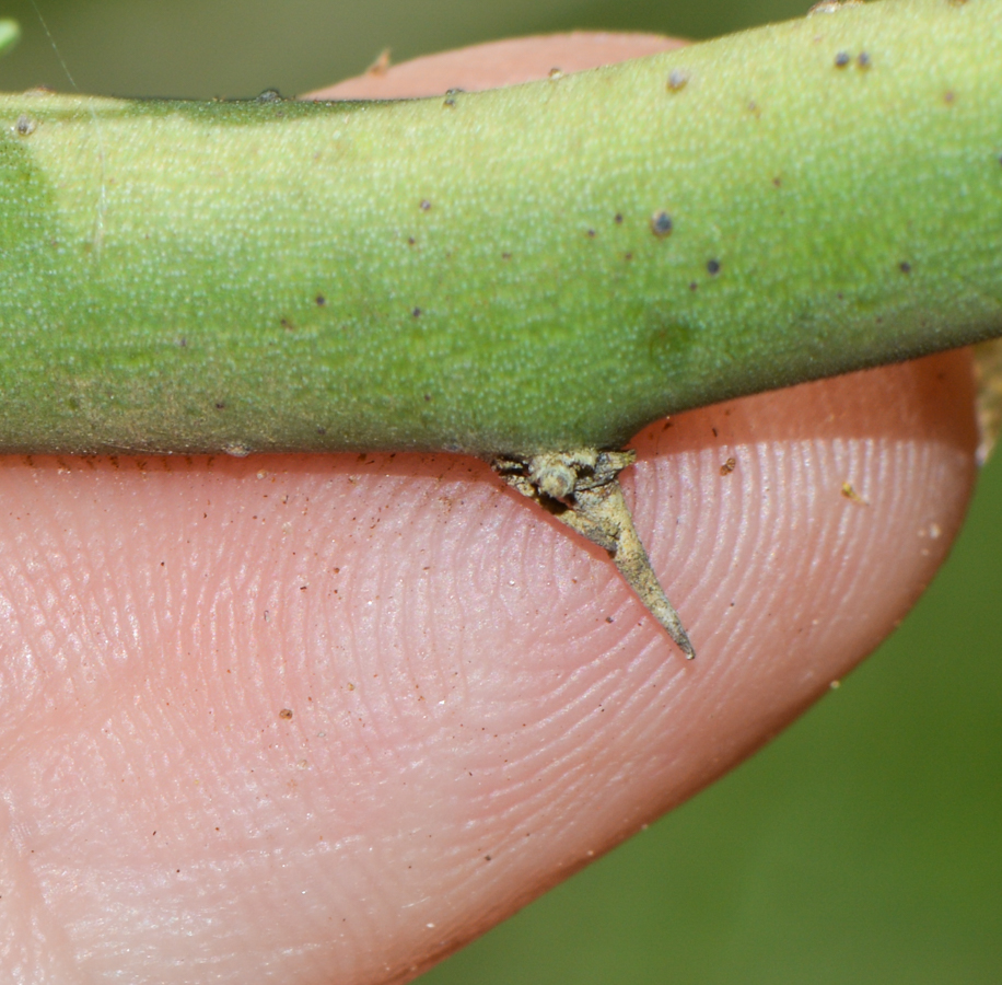 Image of Parkinsonia florida specimen.