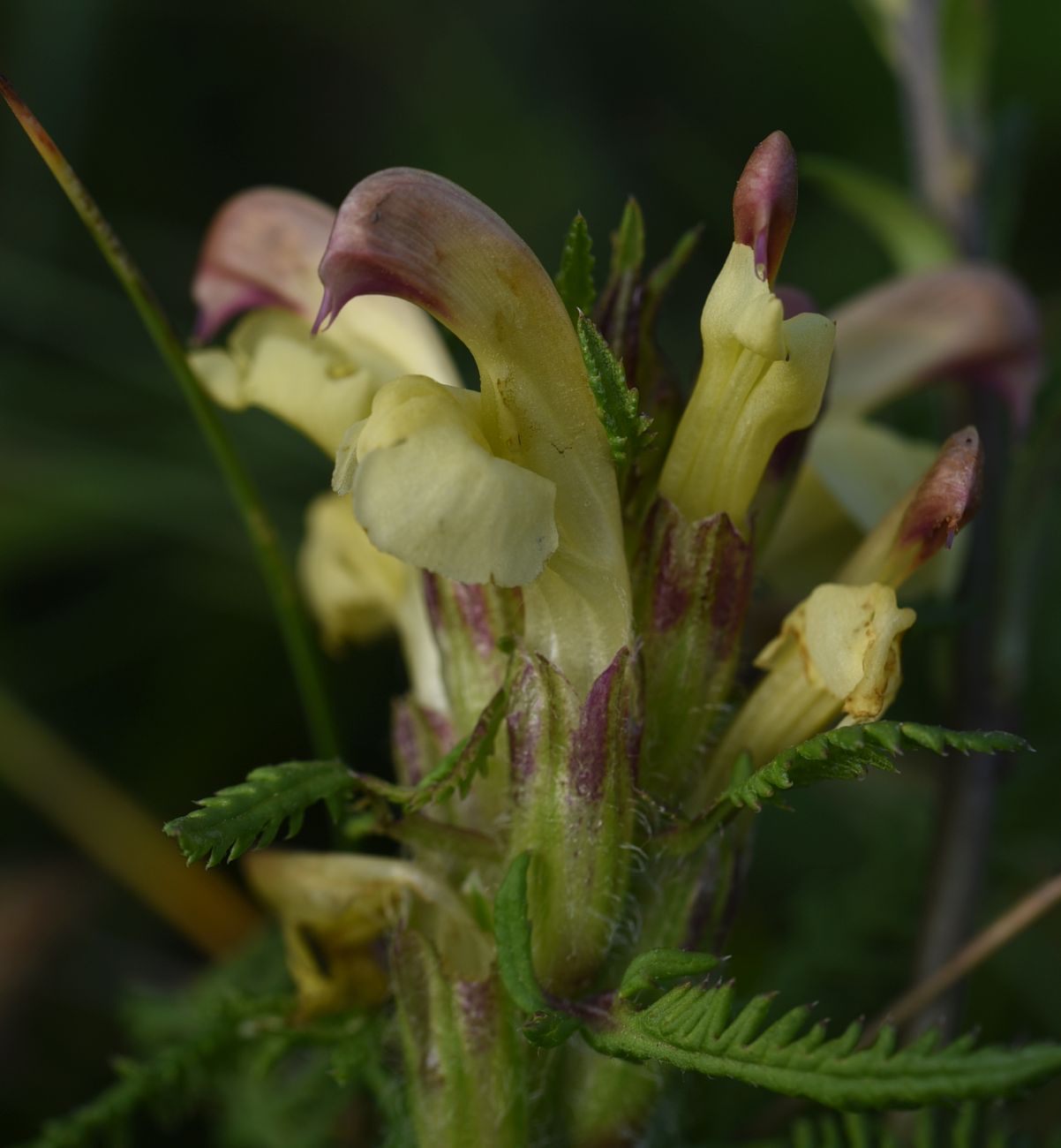 Image of Pedicularis chroorrhyncha specimen.