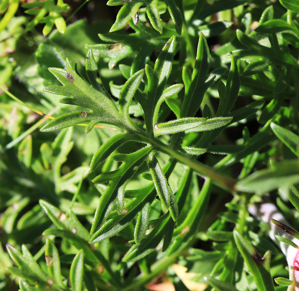 Image of Scabiosa lachnophylla specimen.