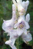 Aconitum leucostomum. Цветки (белая форма). Заилийский Алатау, Аксайское ущелье, 1800 м н.у.м. 08.07.2010.