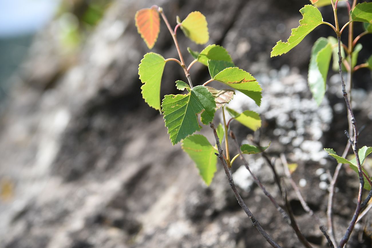 Изображение особи род Betula.