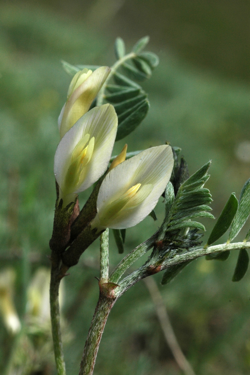 Изображение особи род Astragalus.