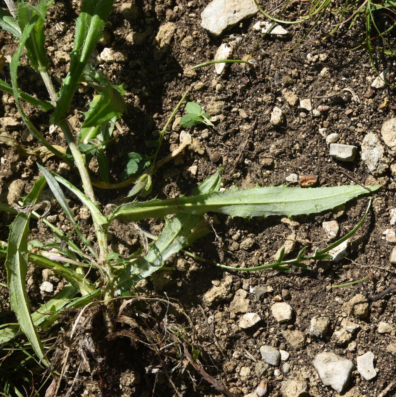 Image of Carlina vulgaris specimen.