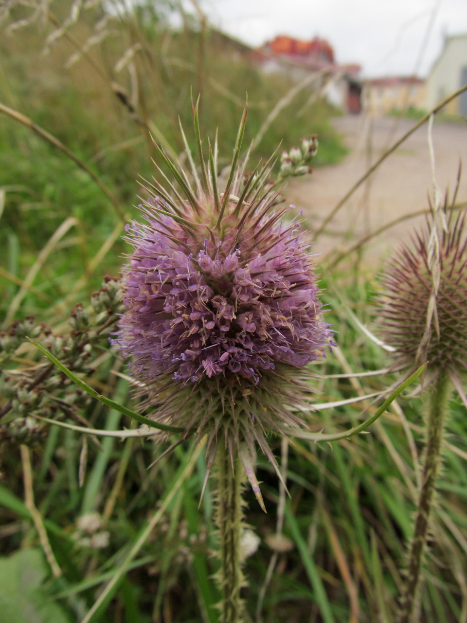 Изображение особи Dipsacus fullonum.