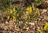 Genista januensis