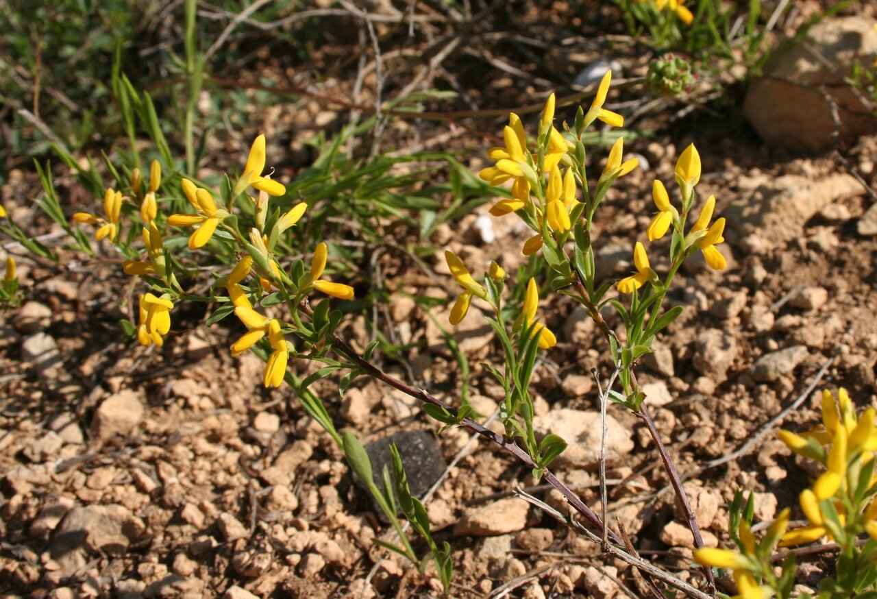 Image of Genista januensis specimen.