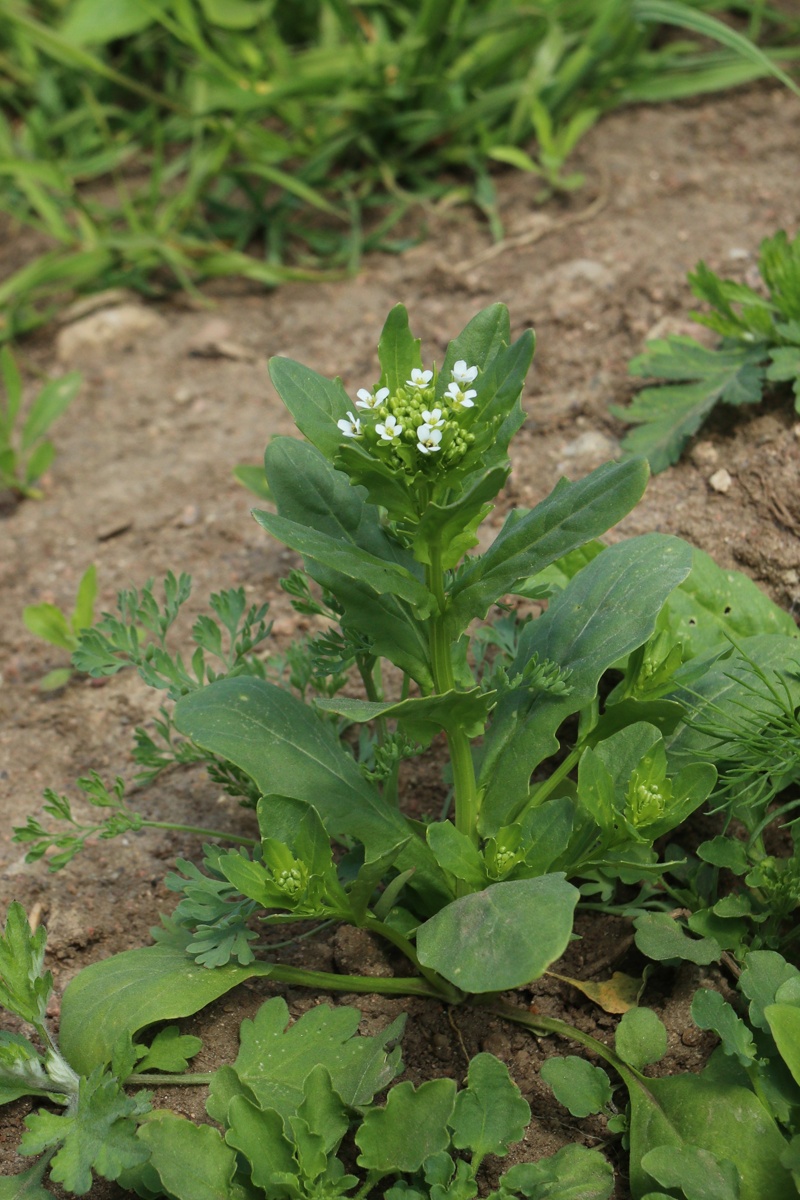 Image of Thlaspi arvense specimen.