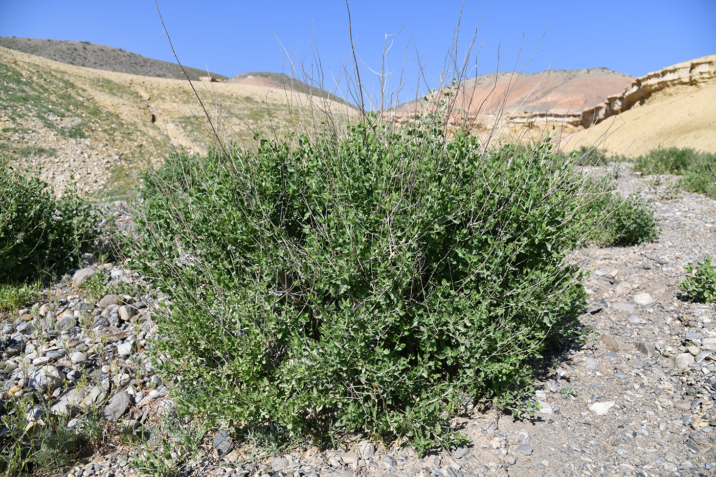 Image of Perovskia scrophulariifolia specimen.