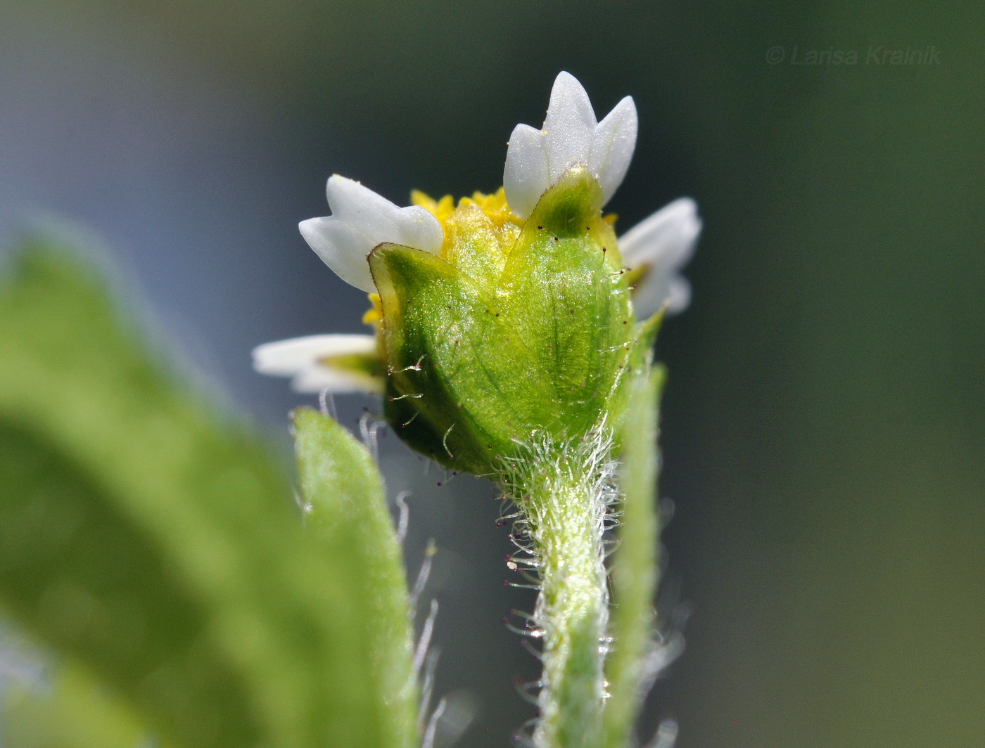 Image of Galinsoga quadriradiata specimen.