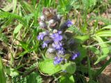 Ajuga reptans. Соцветие. Ярославская обл., Мышкинский р-н, обочина шоссе у поворота на пос. Новый Некоуз. 13.05.2009.