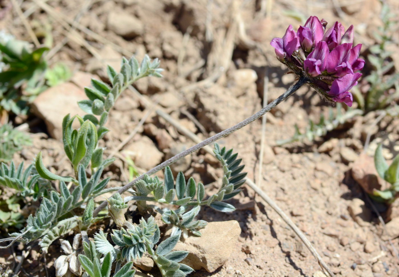 Изображение особи род Oxytropis.