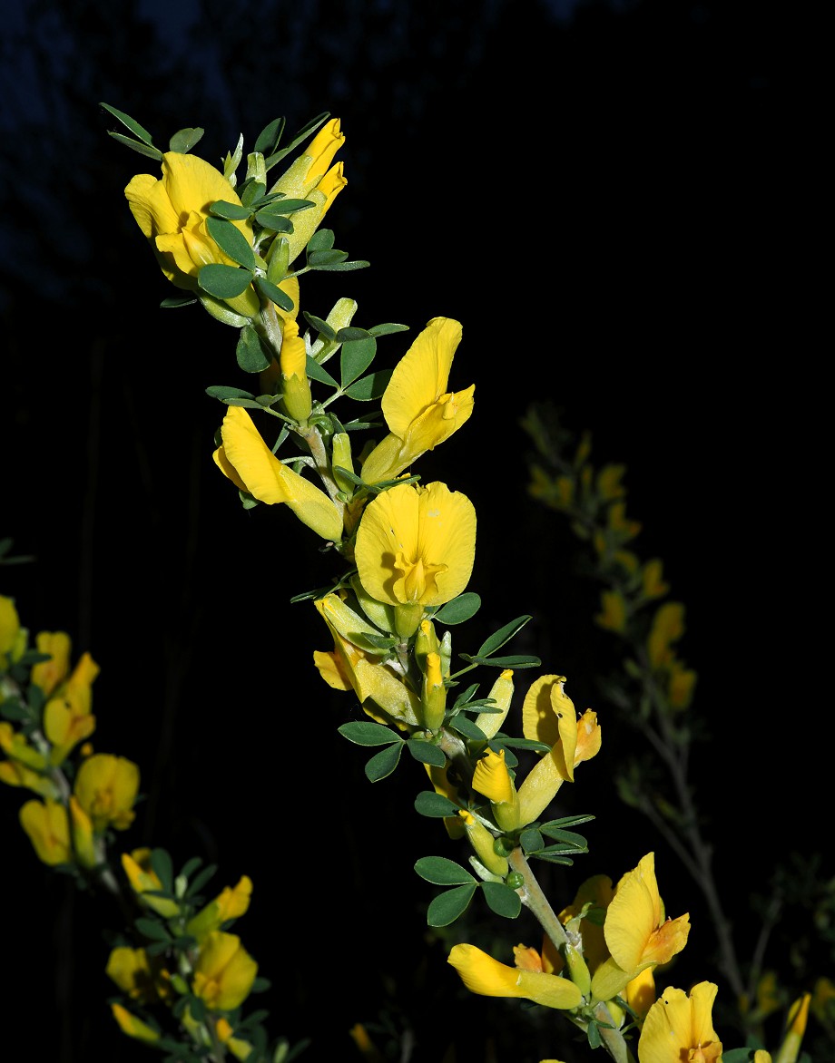 Изображение особи Chamaecytisus ruthenicus.