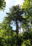 Смотреть изображение Picea ajanensis