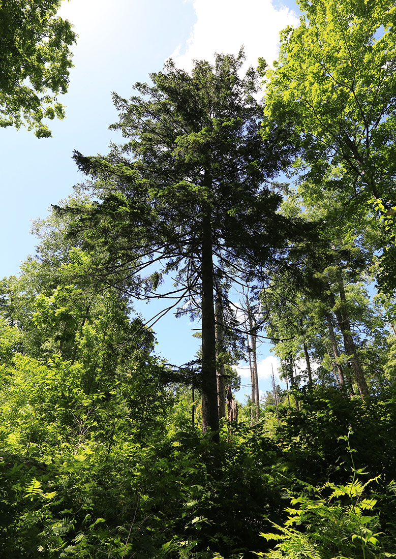 Image of Picea ajanensis specimen.