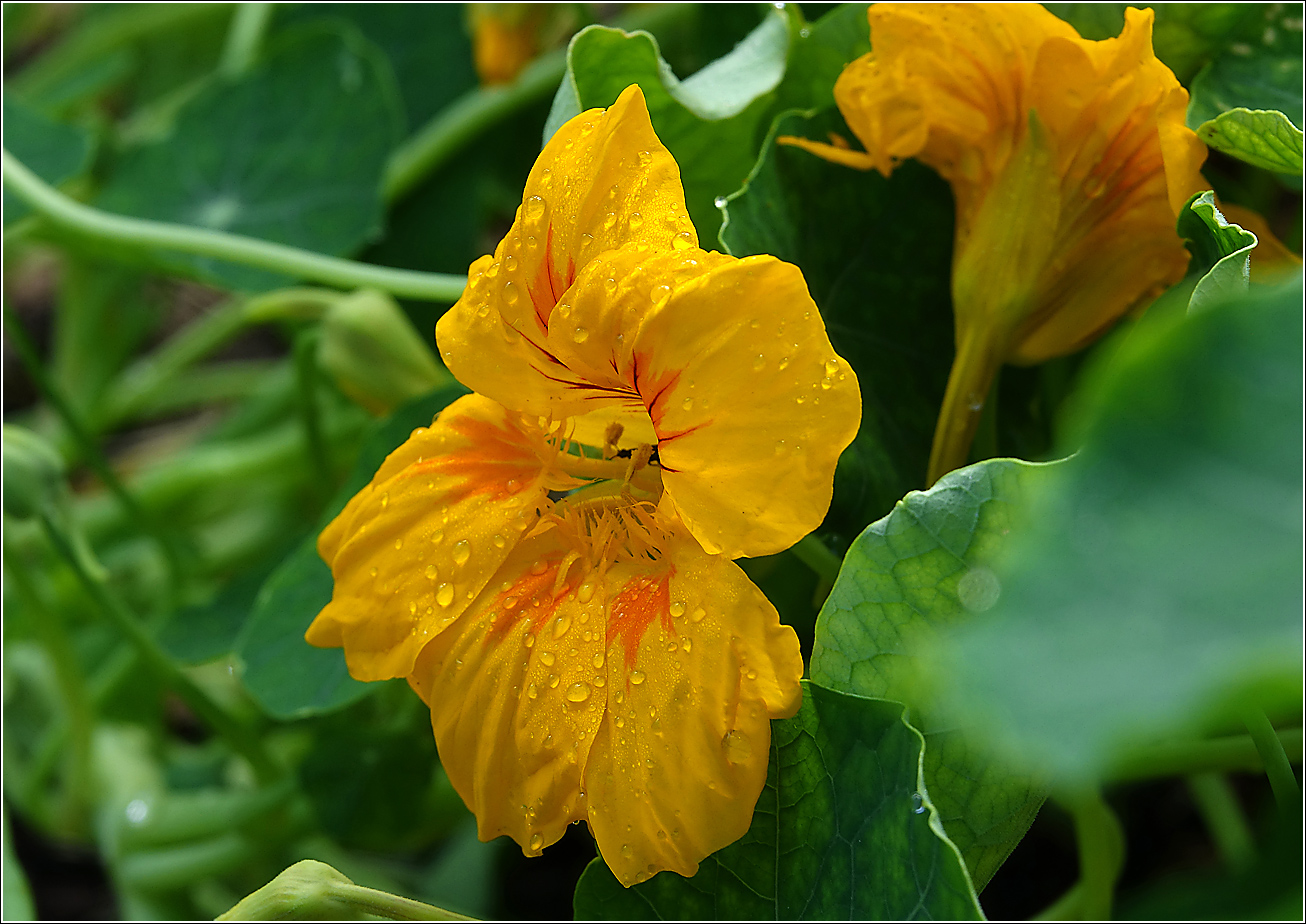 Изображение особи Tropaeolum majus.