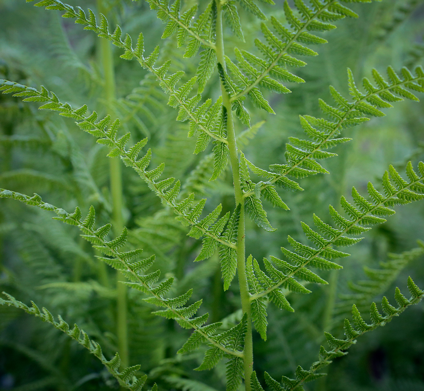 Image of Athyrium filix-femina specimen.