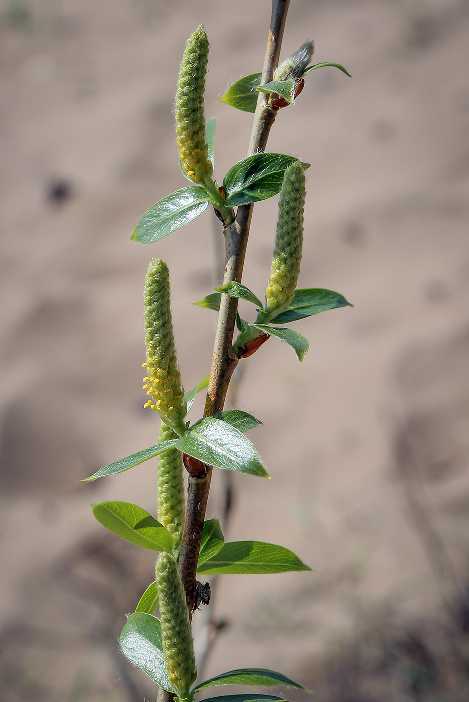 Изображение особи Salix triandra.