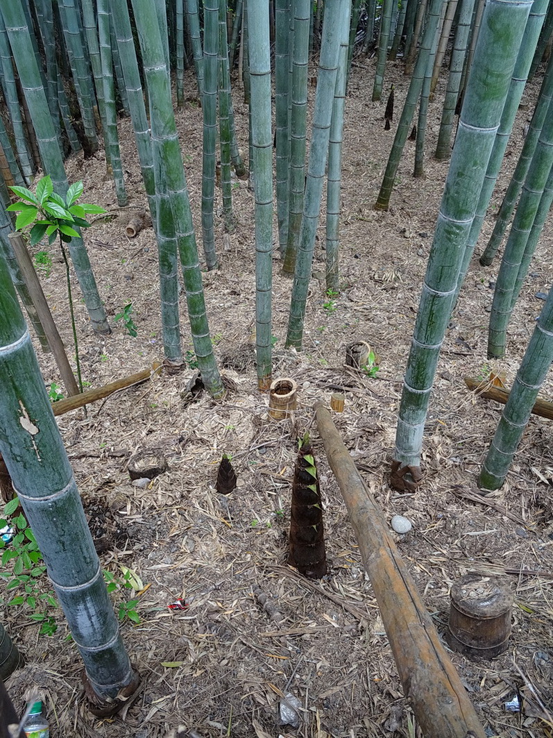 Image of Phyllostachys pubescens specimen.