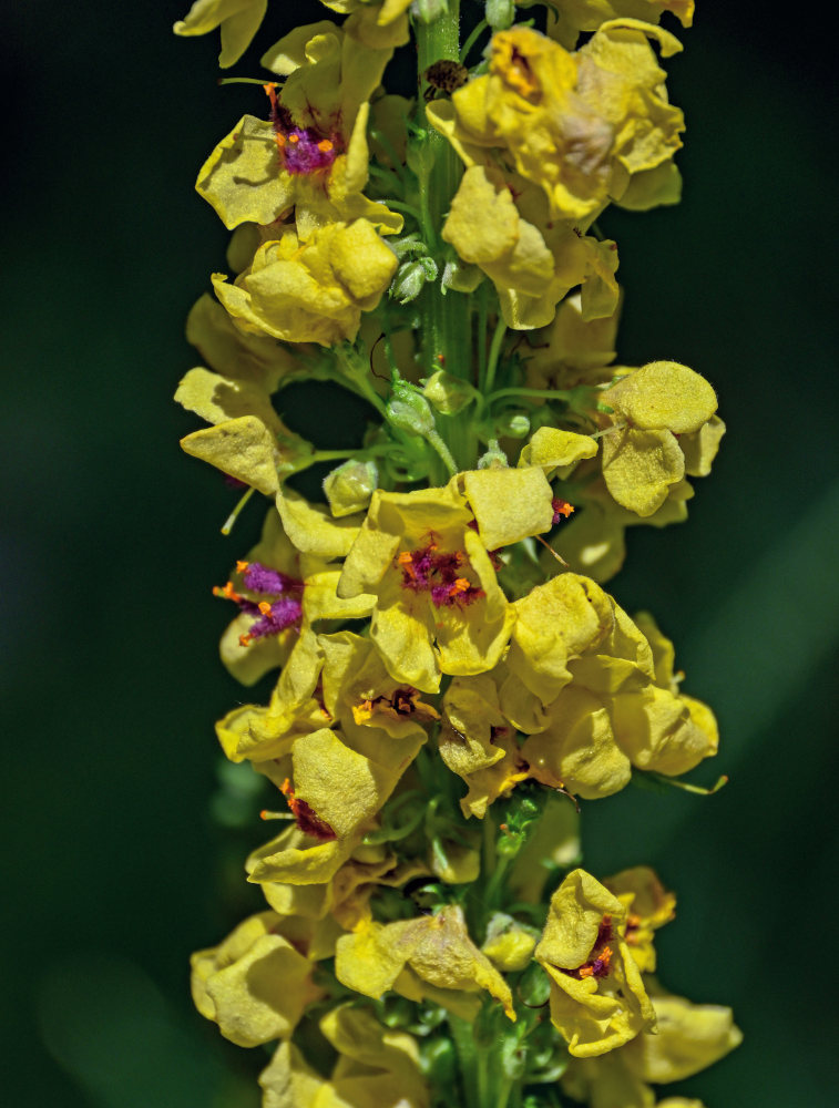 Изображение особи Verbascum nigrum.