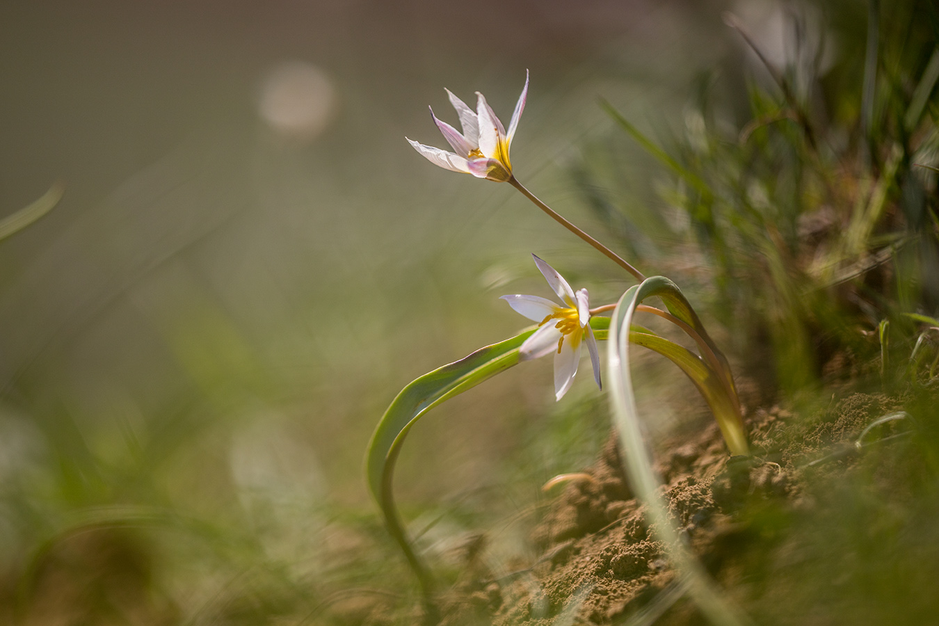 Изображение особи Tulipa biflora.