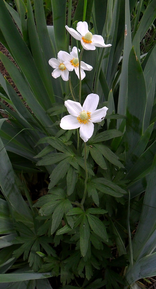 Image of Anemone sylvestris specimen.