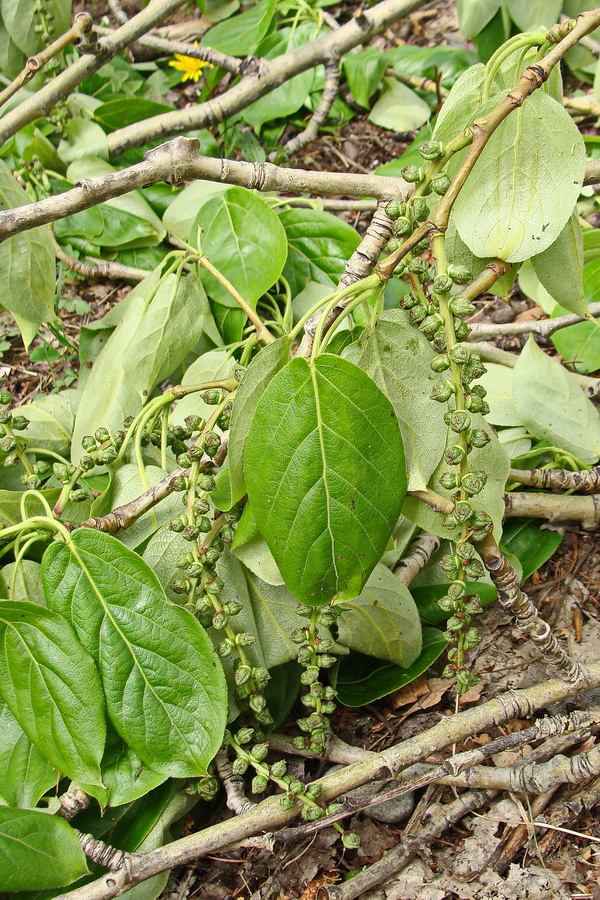 Image of Populus suaveolens specimen.