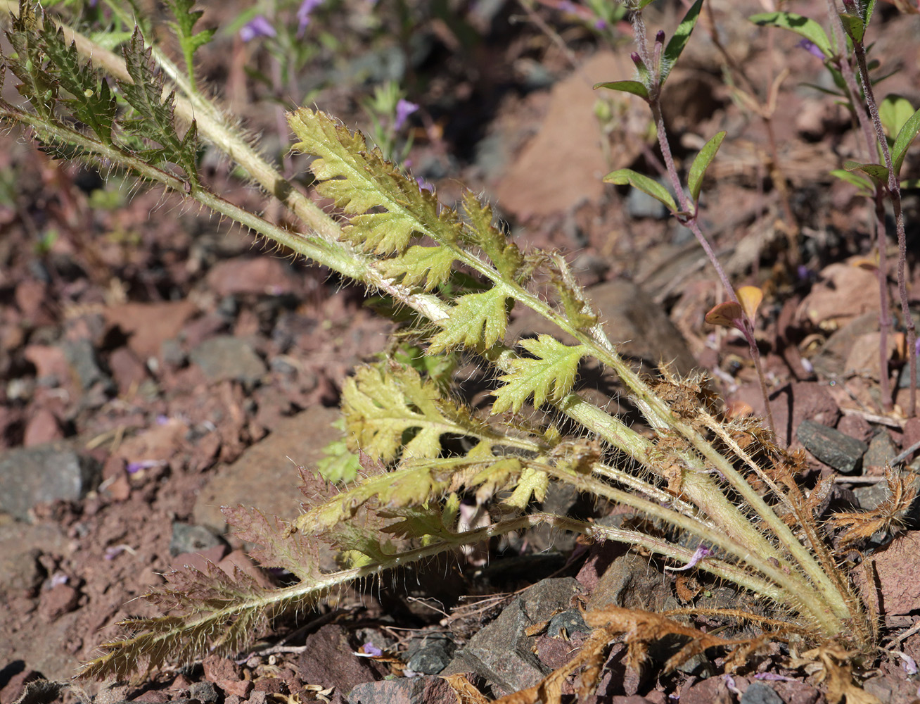 Image of Papaver pavoninum specimen.