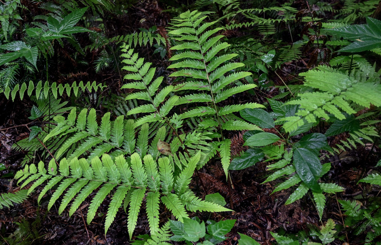 Image of Woodwardia japonica specimen.